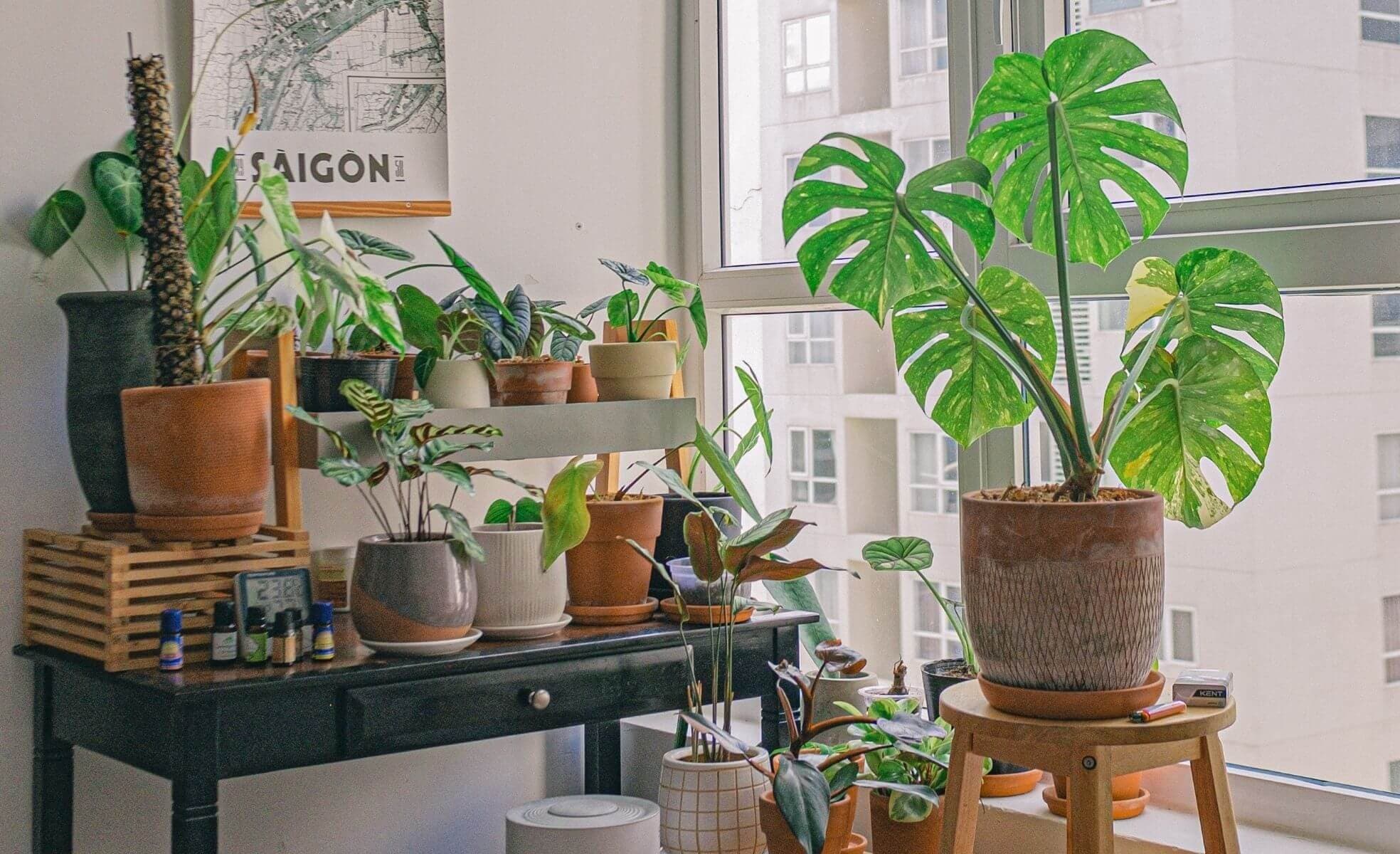 Melhores plantas para apartamento em 2026: guia completo de biofilia